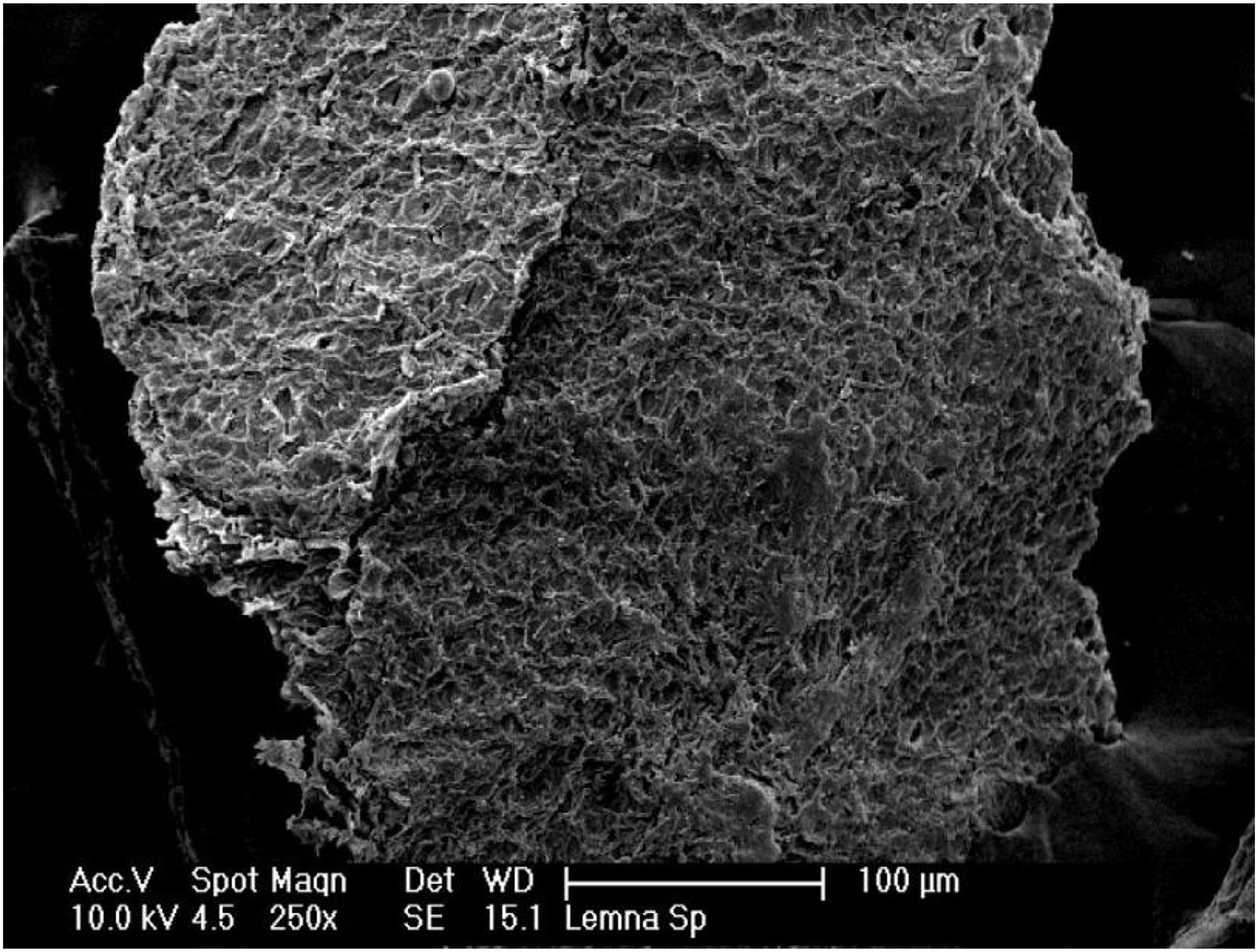 SEM image of Lemna sp.